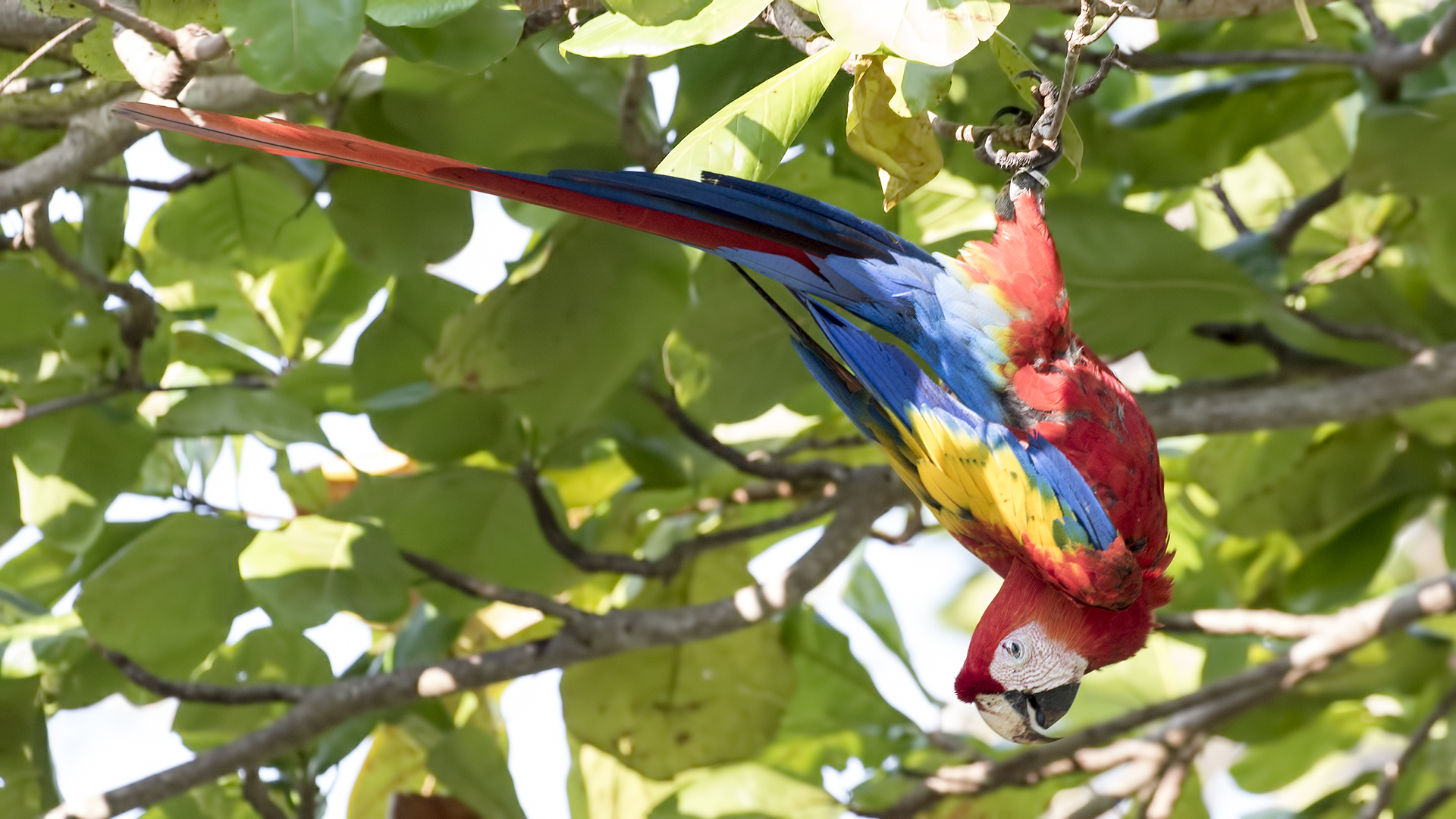 Scarlet Macaw